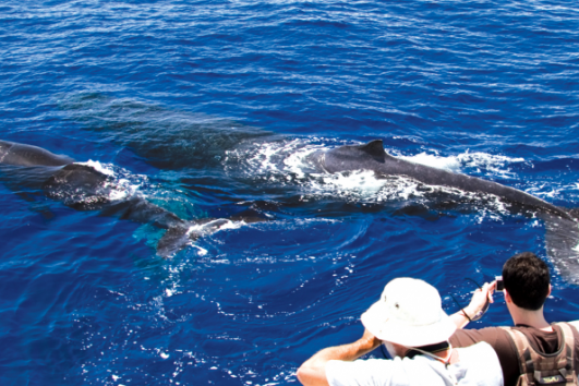 Pwf Whale Watch Maui