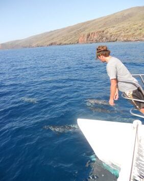 Paragon Sailing Charters Lanai dolphins