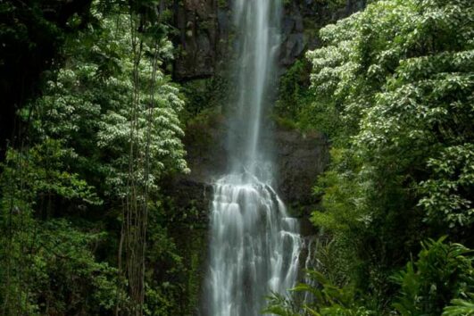 Road to Hana Tour Tropical Flowers