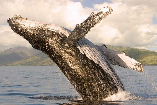 Whale-watches-Maui